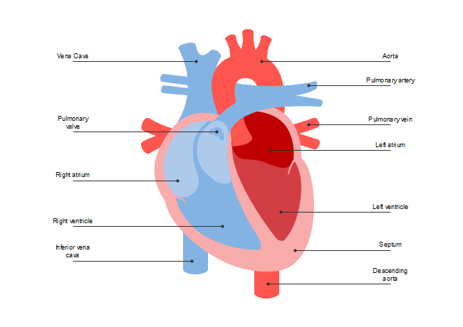 Heart Anatomy Diagram